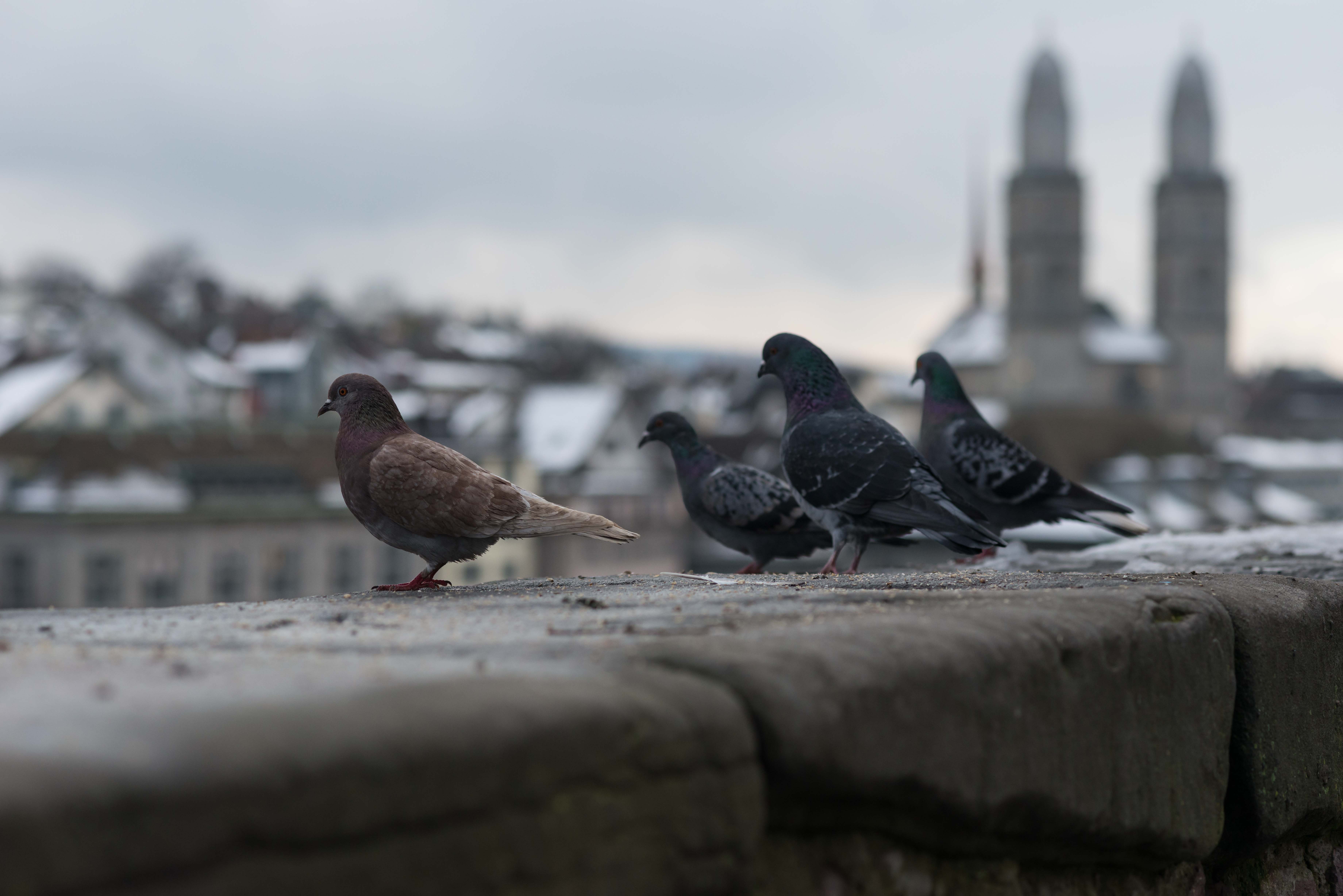 Zurich City Walk